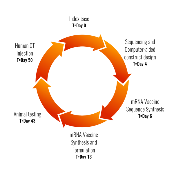 mRNA RND Cycle